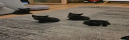 Mixed Breed cats for sale: 2 gorgeous girls left  - Advert 5