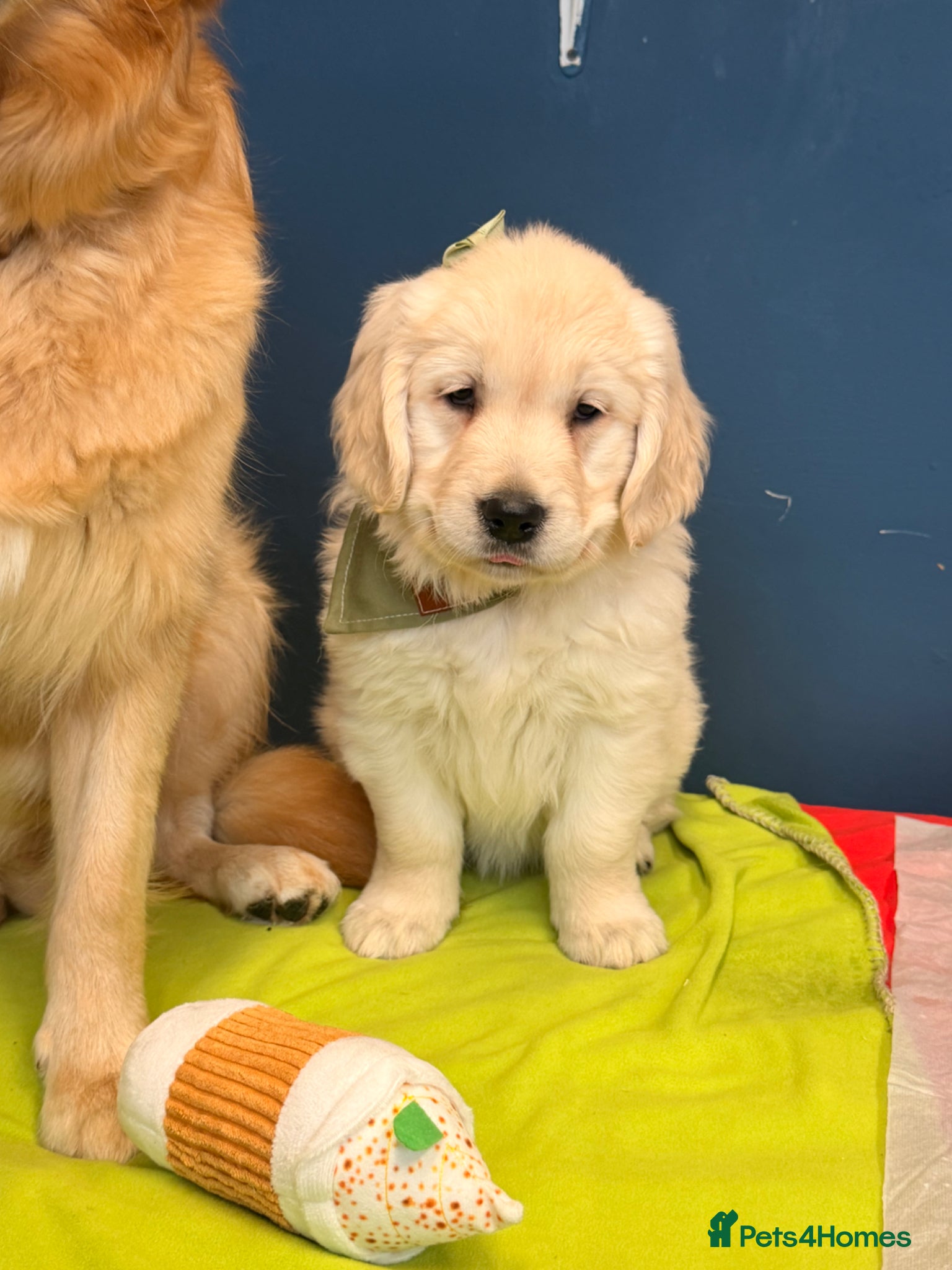 Golden Retriever dogs for sale: 🐶 Gorgeous Chunky type Golden Retriever Puppies🐶 - Advert 20