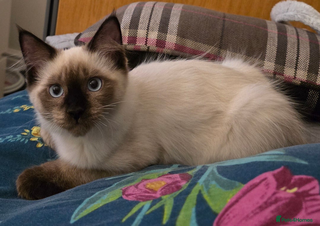 Maine Coon cats for sale: Maine Coon /Ragdoll Cross - Image 13