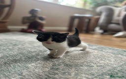 Mixed Breed cats for sale: Kittens for sale Carlisle  - Image 8