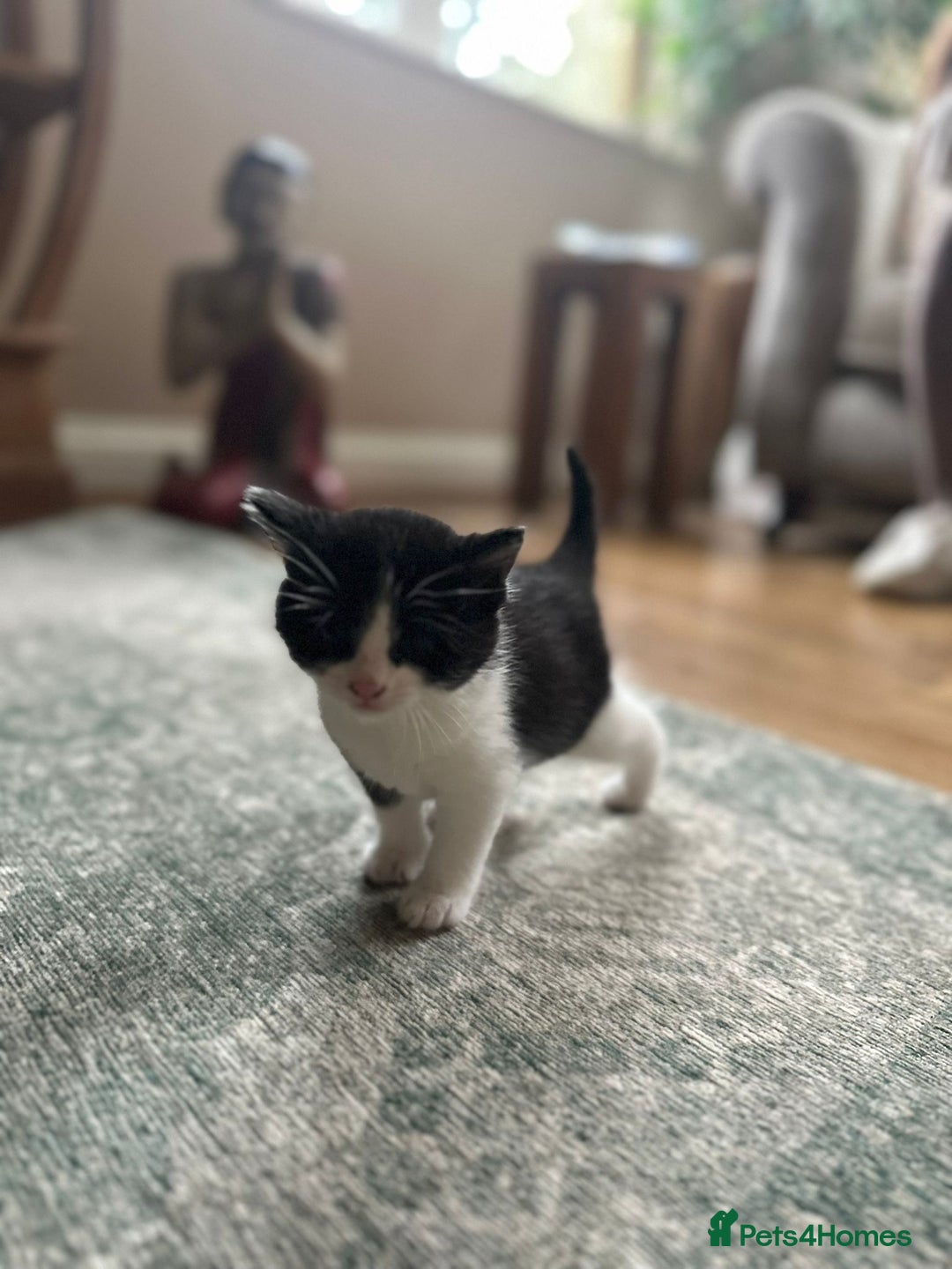 Mixed Breed cats for sale: Kittens for sale Carlisle  - Image 8