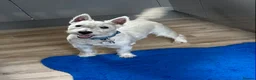 West Highland Terrier dogs for sale: WestHighland White Male 10 Months old in Ely - Advert 8