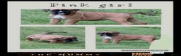 Boxer dogs for sale: Beautiful boxer puppies!! Ready to go!!! - Advert 7