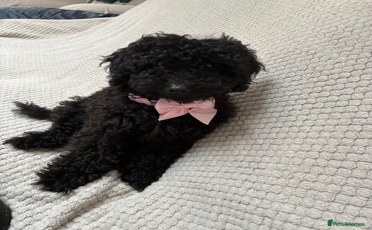 Miniature Poodle dogs in Bacup - Advert 11