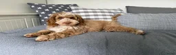 Australian Labradoodle dogs for sale: Multigen Australian Labradoodle - Advert 5