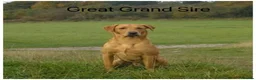 Labrador Retriever dogs for sale: READY NOW Beautiful KC reg girls - health tested - Advert 17