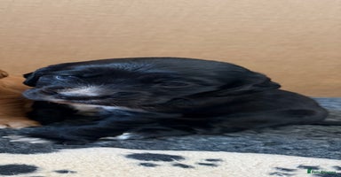 Cocker Spaniel dogs - Advert 15