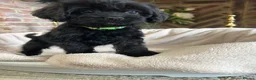Cavapoo dogs for sale: Adorable Cavapoo puppies  - Advert 26