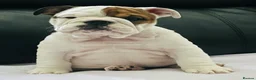 English Bulldog dogs for sale: 9 weeks old english bulldog girl puppy - Advert 1
