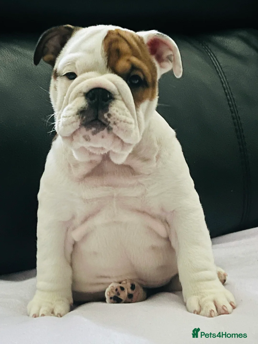 English Bulldog dogs for sale: 9 weeks old english bulldog girl puppy - Advert 1