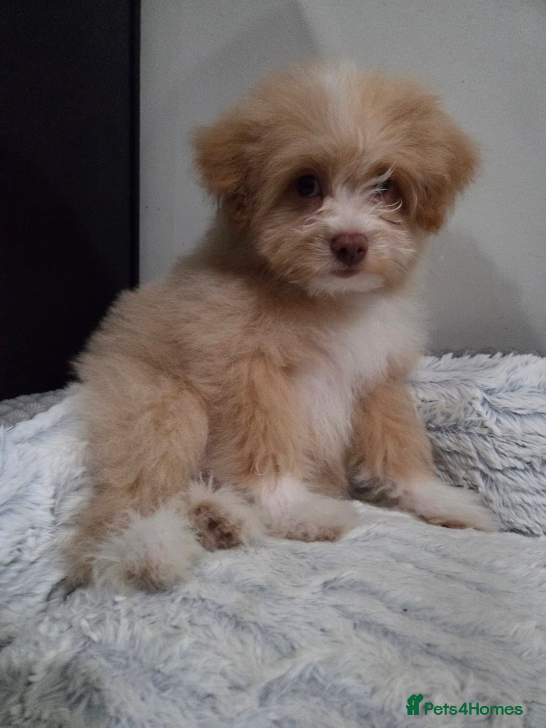 Mixed Breed dogs for sale: Maltipoo/German Spitz Cross (last puppy) - Image 2
