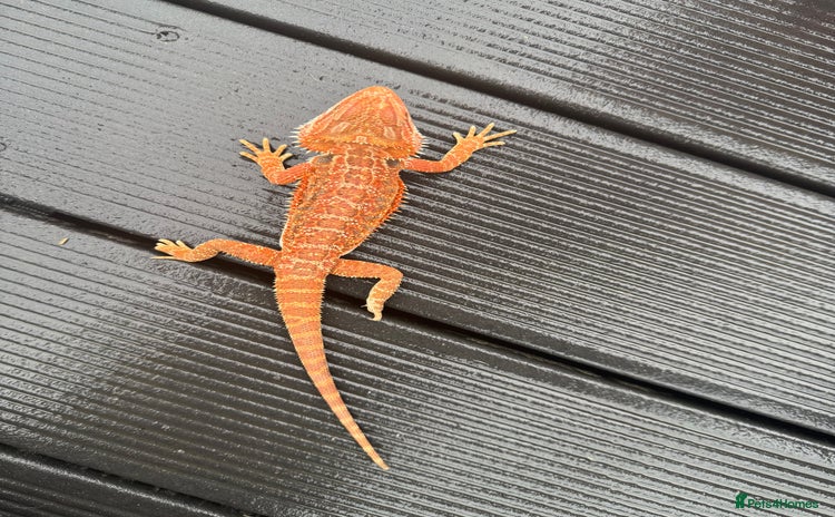 Bearded Dragon reptiles - Advert 14