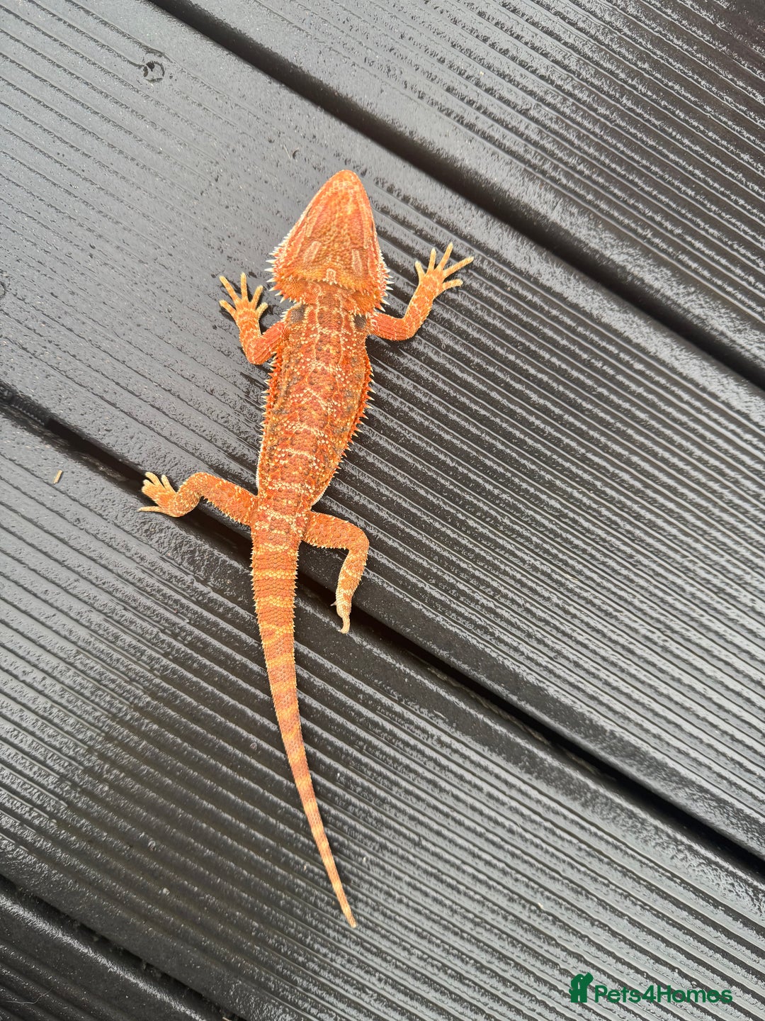 Bearded Dragon reptiles for sale: Bearded Dragon Red Monster Gene - Image 1