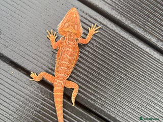 Bearded Dragon reptiles - Advert 19