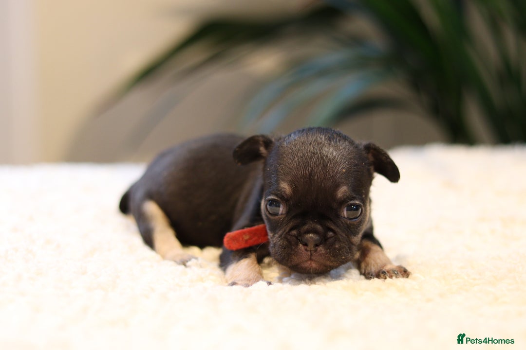 French Bulldog dogs for sale: Beautiful healthy full breed Frenchbulldog puppies - Image 15