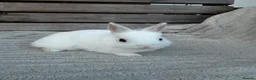 Netherland Dwarf rabbits for sale: 3 gorgeous netherland dwarf babies in Welwyn Garden City - Advert 6