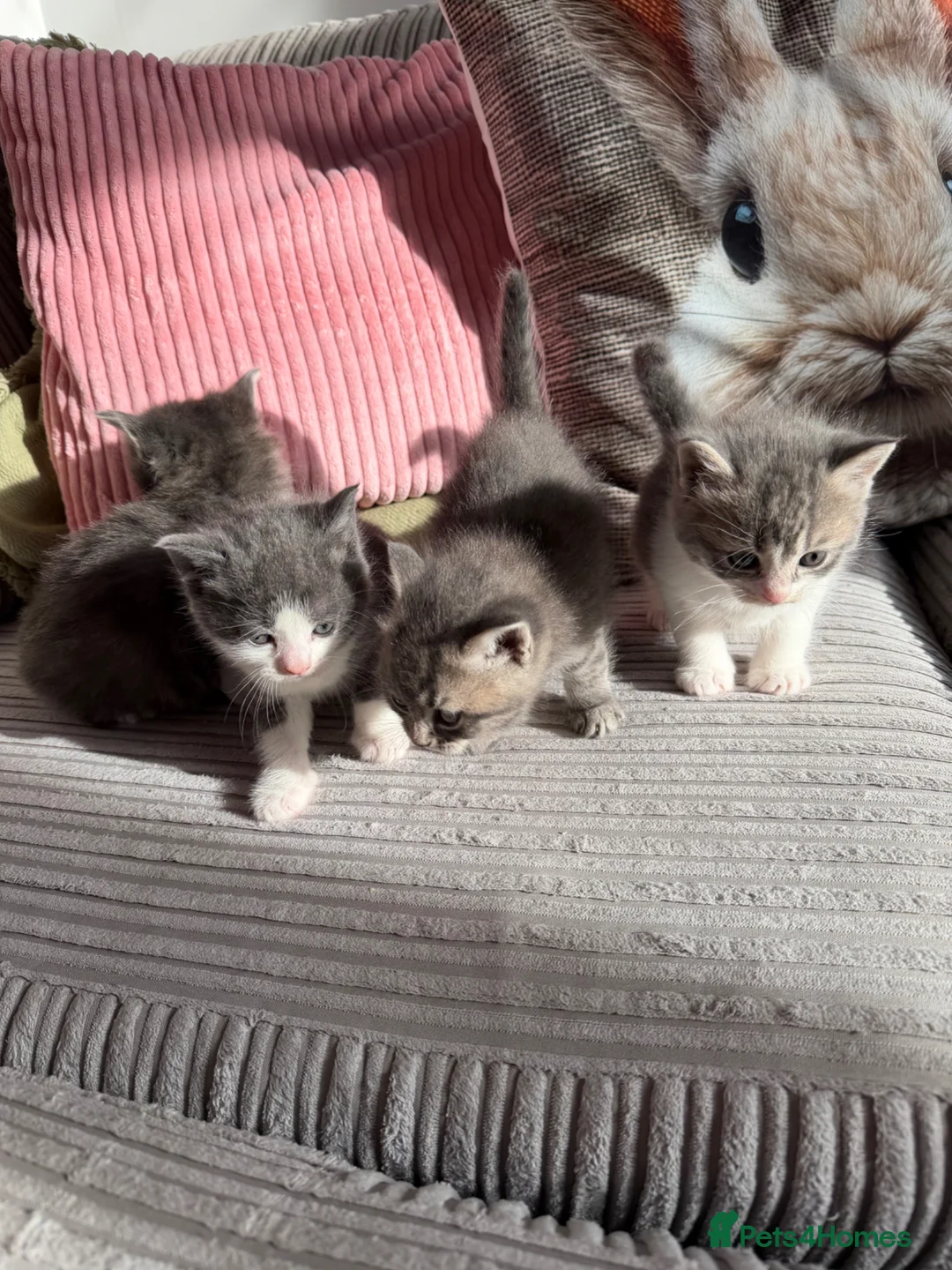 British Shorthair cats for sale: Beautiful grey kittens - Advert 17