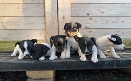 Jack Russell dogs for sale: Stunning litter of Jack Russel’s.  - Image 6