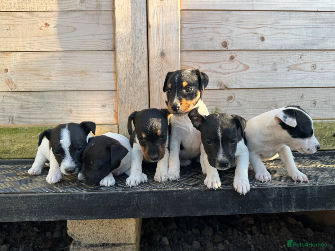 Jack Russell dogs for sale: Stunning litter of Jack Russel’s.  - Image 6