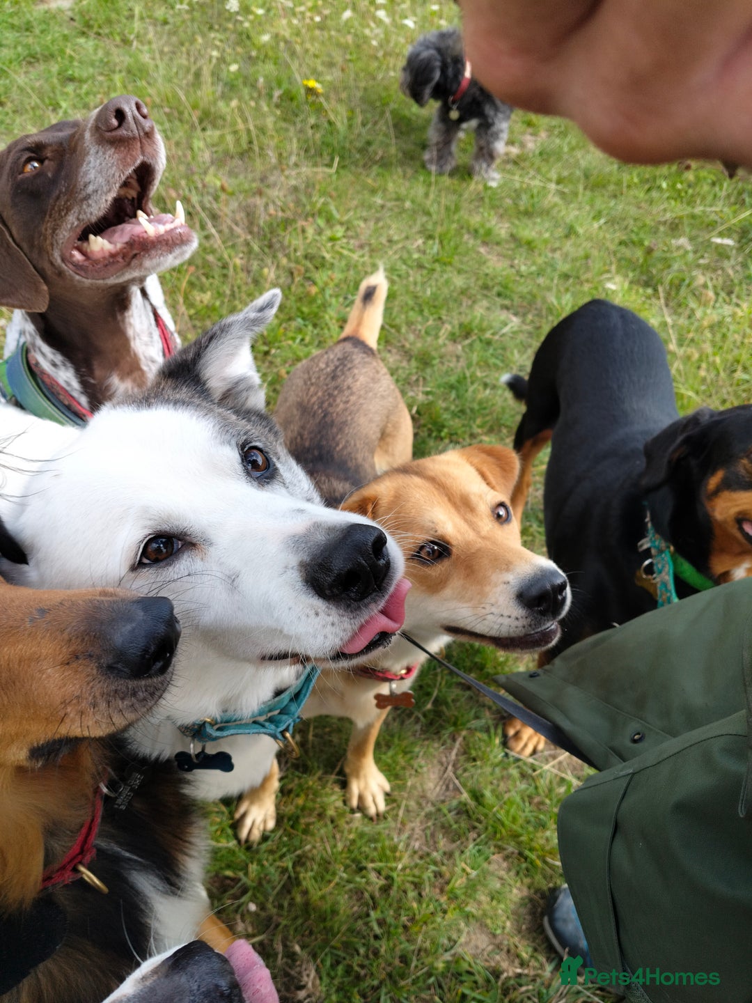 Japanese Shiba Inu dogs for adoption: Kyoto, 1 yr old female Shiba Inu X for adoption - Image 9