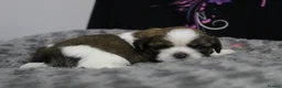 Shih Tzu dogs for sale: LOVELY CUTE SHIH TZU PUPPIES - Advert 18