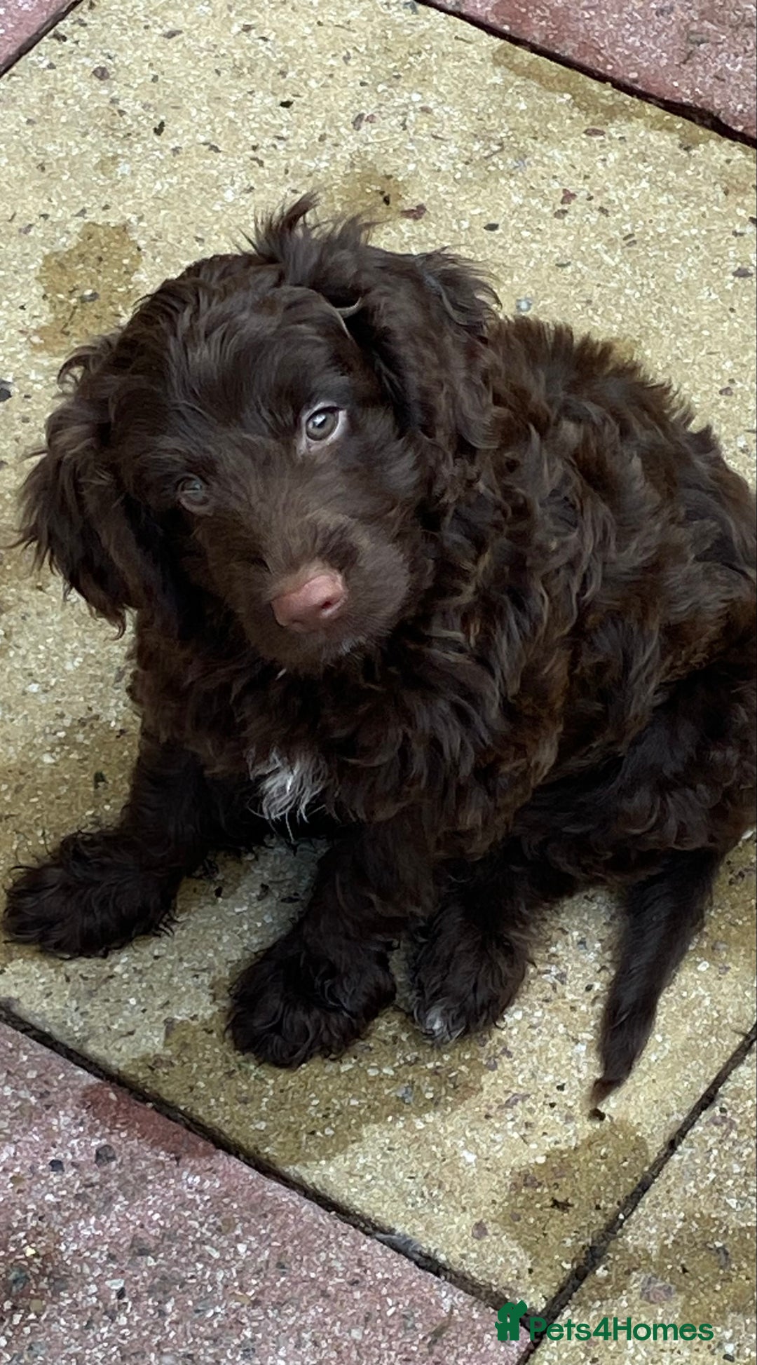Cockapoo dogs for sale: last F1 boy ready now - Image 24