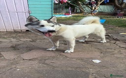 Alaskan Malamute dogs for sale: 11 month old pup - Image 1