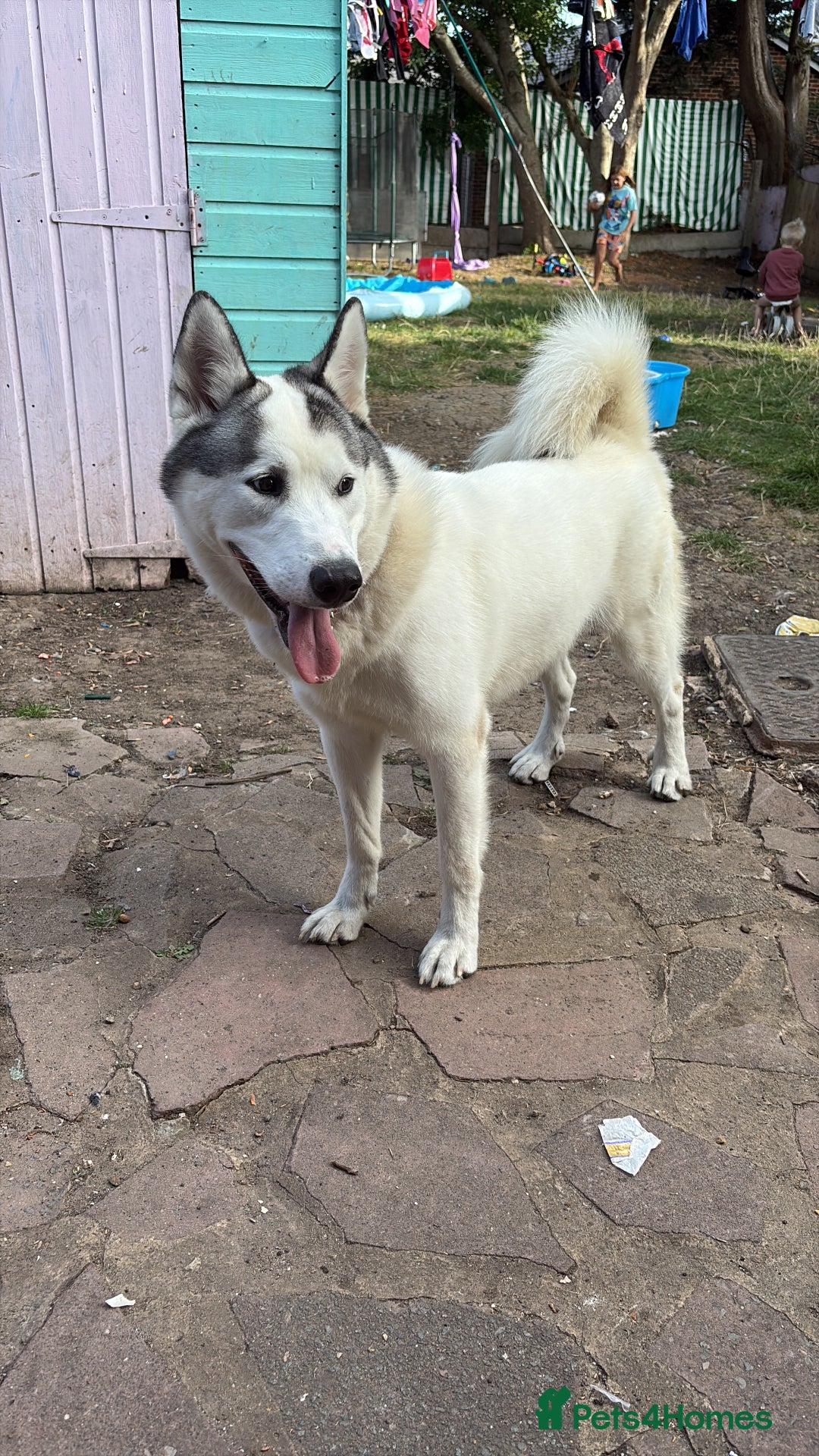 Alaskan Malamute dogs for sale: 11 month old pup - Image 1