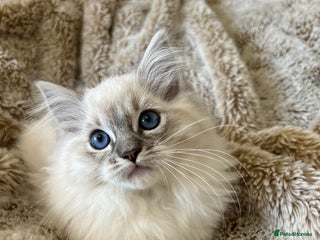 Ragdoll cats GCCF Registered Ragdoll Kittens - Advert 9