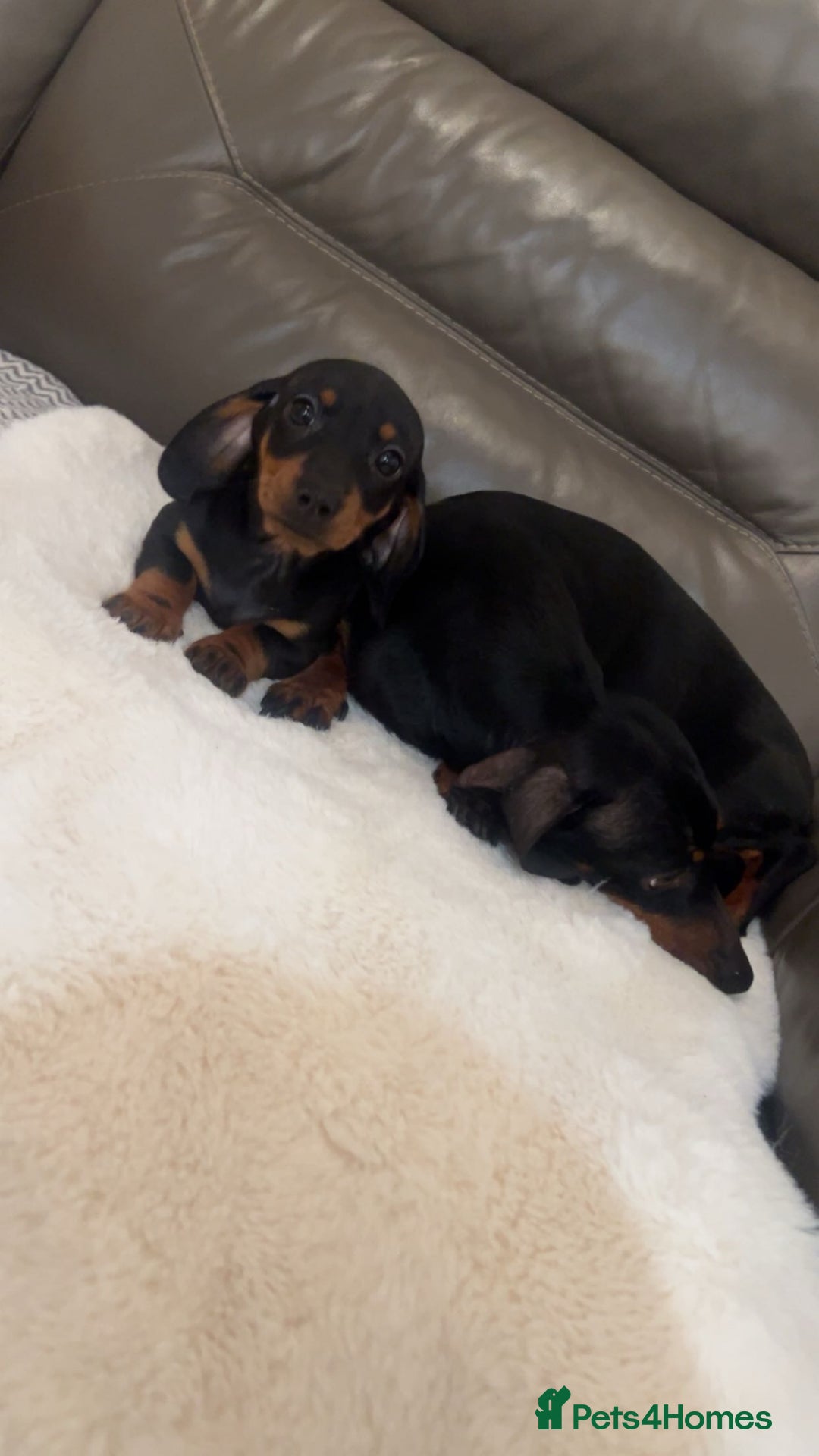 Miniature Dachshund dogs for sale: Minatures dachounds - Advert 2