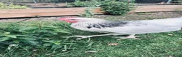 Chickens poultry for sale: Light Sussex Roo - FTGH - Advert 3