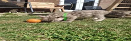 Bengal cats for sale: Snow mink bengals ready now - Advert 13