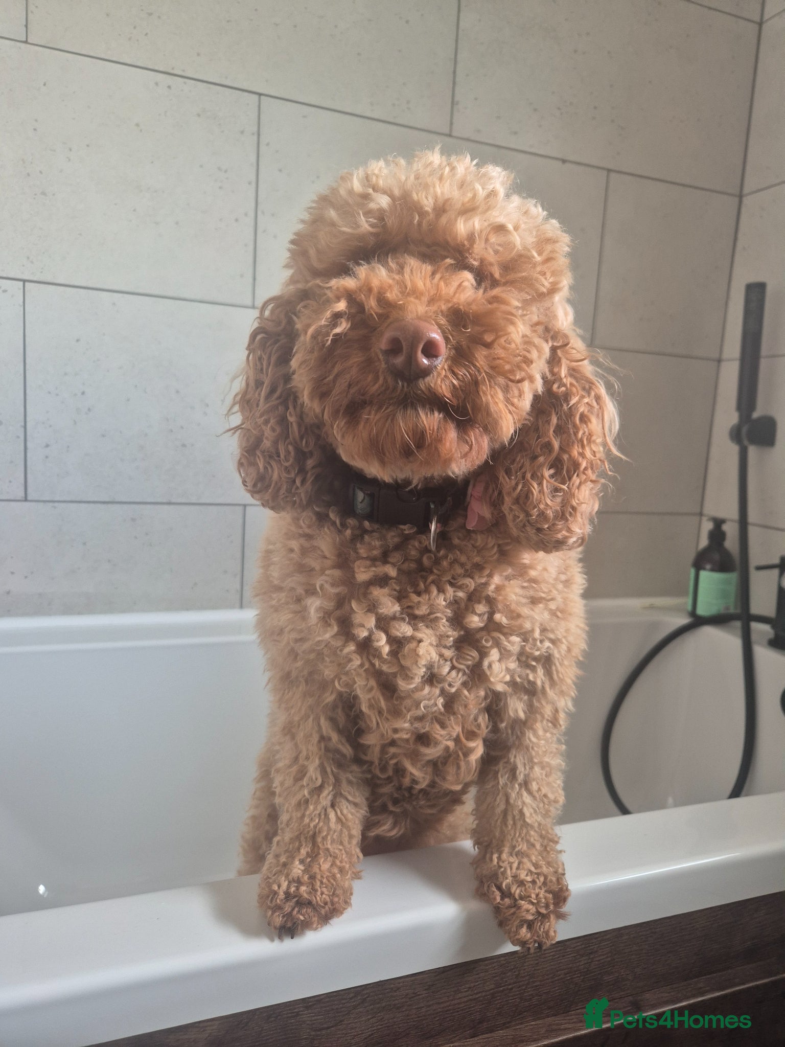 Cockapoo dogs Rehoming lovely Cockapoo  - Advert 2