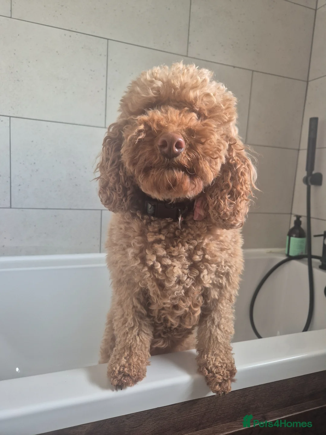 Cockapoo dogs for sale: Rehoming lovely Cockapoo  - Advert 1