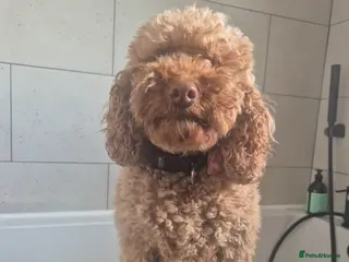 Cockapoo dogs Rehoming lovely Cockapoo - Advert 1