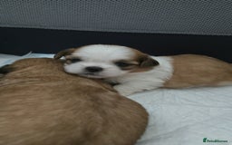 Mixed Breed dogs for sale: 5 puppies for sale - Image 9
