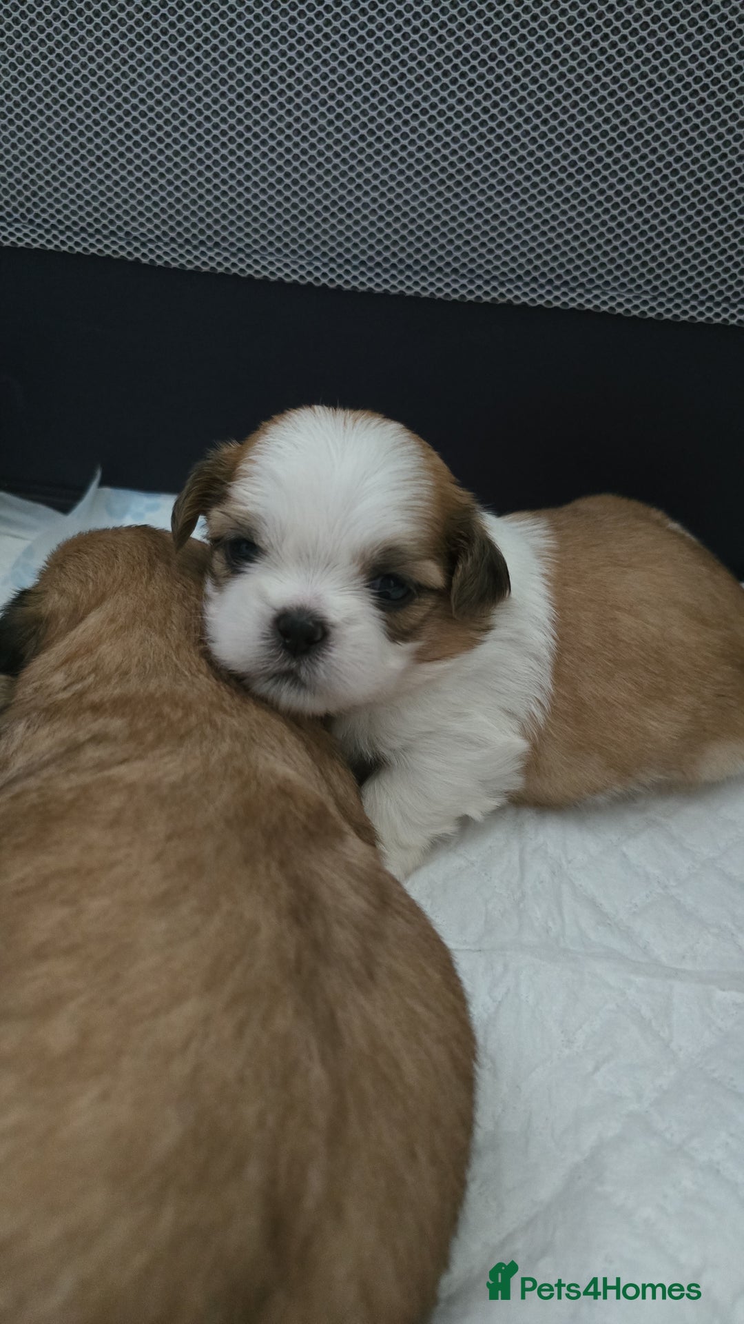 Mixed Breed dogs for sale: 5 puppies for sale - Image 9