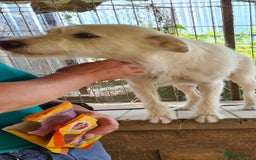 Mixed Breed dogs for adoption: ENYA. 15kg. 20 inch tall  - Image 3