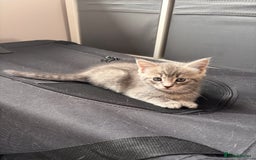 Domestic Shorthair cats for sale: Beautiful kittens.  - Image 6