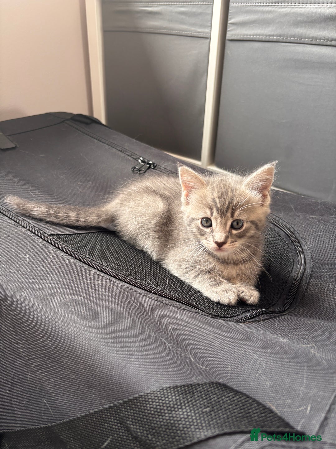 Domestic Shorthair cats for sale: Beautiful kittens.  - Image 6