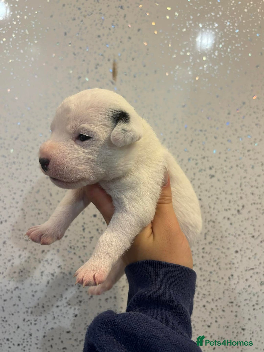 Jack Russell dogs for sale: Jack Russell puppies  - Advert 5