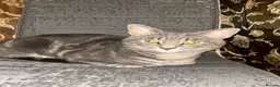 American Shorthair cats for sale: 3 adorable kittens for sale🐱 - Advert 4