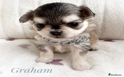 Chihuahua dogs for sale: KC rare husky marking chihuahua puppies Thai lines - Image 28