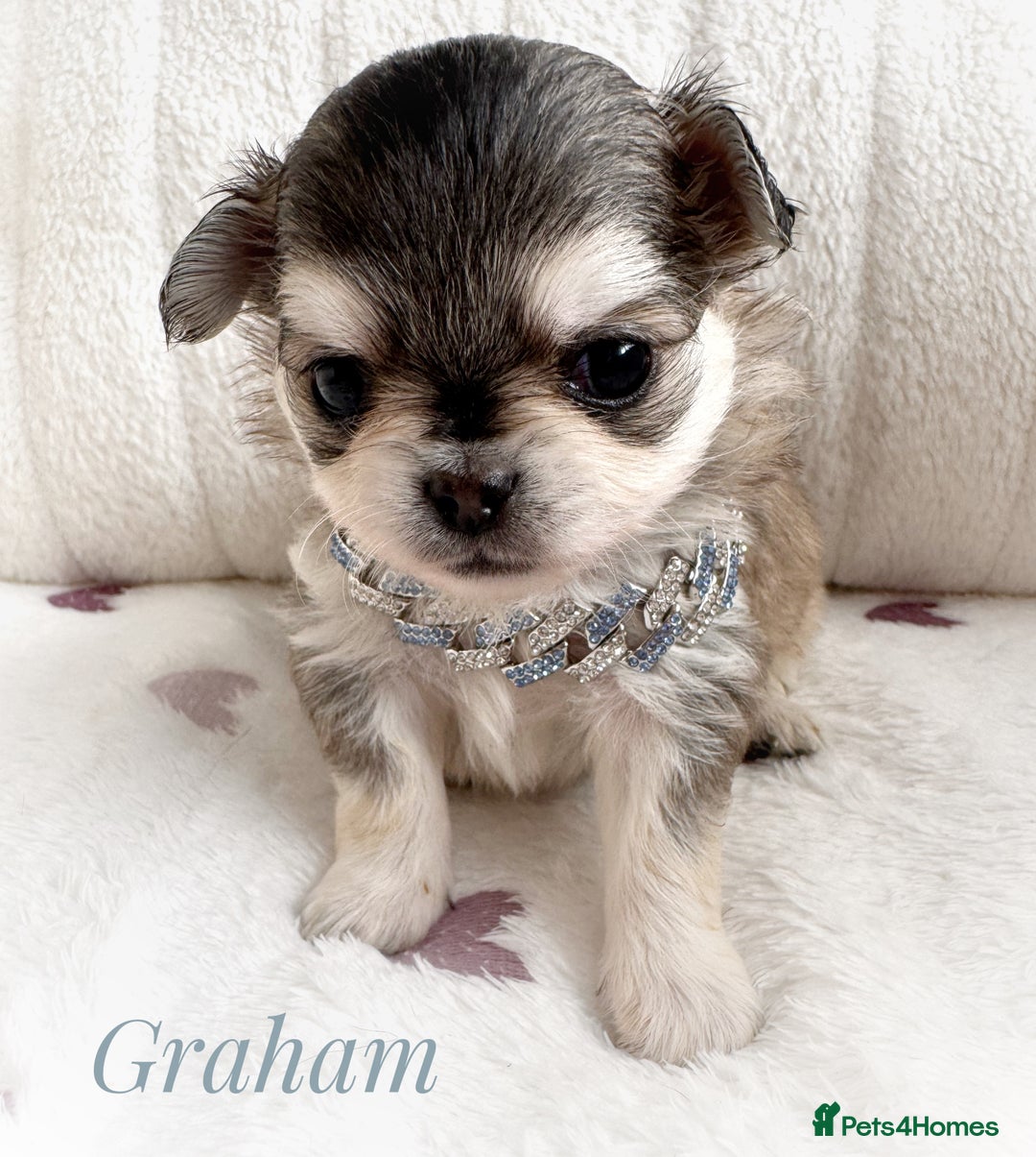 Chihuahua dogs for sale: KC rare husky marking chihuahua puppies Thai lines - Image 28