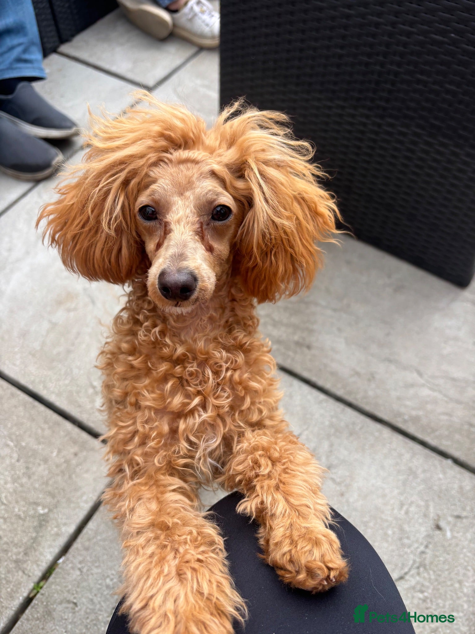 Poochon dogs 3/4 Toy poodle red female 6 months  - Advert 3