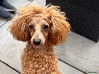 Poochon dogs 3/4 Toy poodle red female 6 months - Advert 3