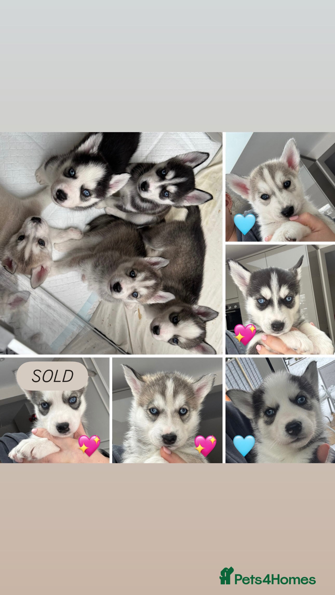 Siberian Husky dogs KC REGISTERED SIBERIAN HUSKYS MOM/DAD CAN BE SEEN - Advert 1