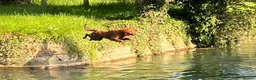 Golden Retriever dogs for stud: Fantastic Golden Retriever Stud  - Advert 2