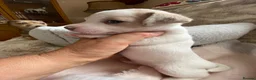 Jack Russell dogs for sale: Much Wenlock Rare Colour Jack Russell Pups Merle - Advert 22