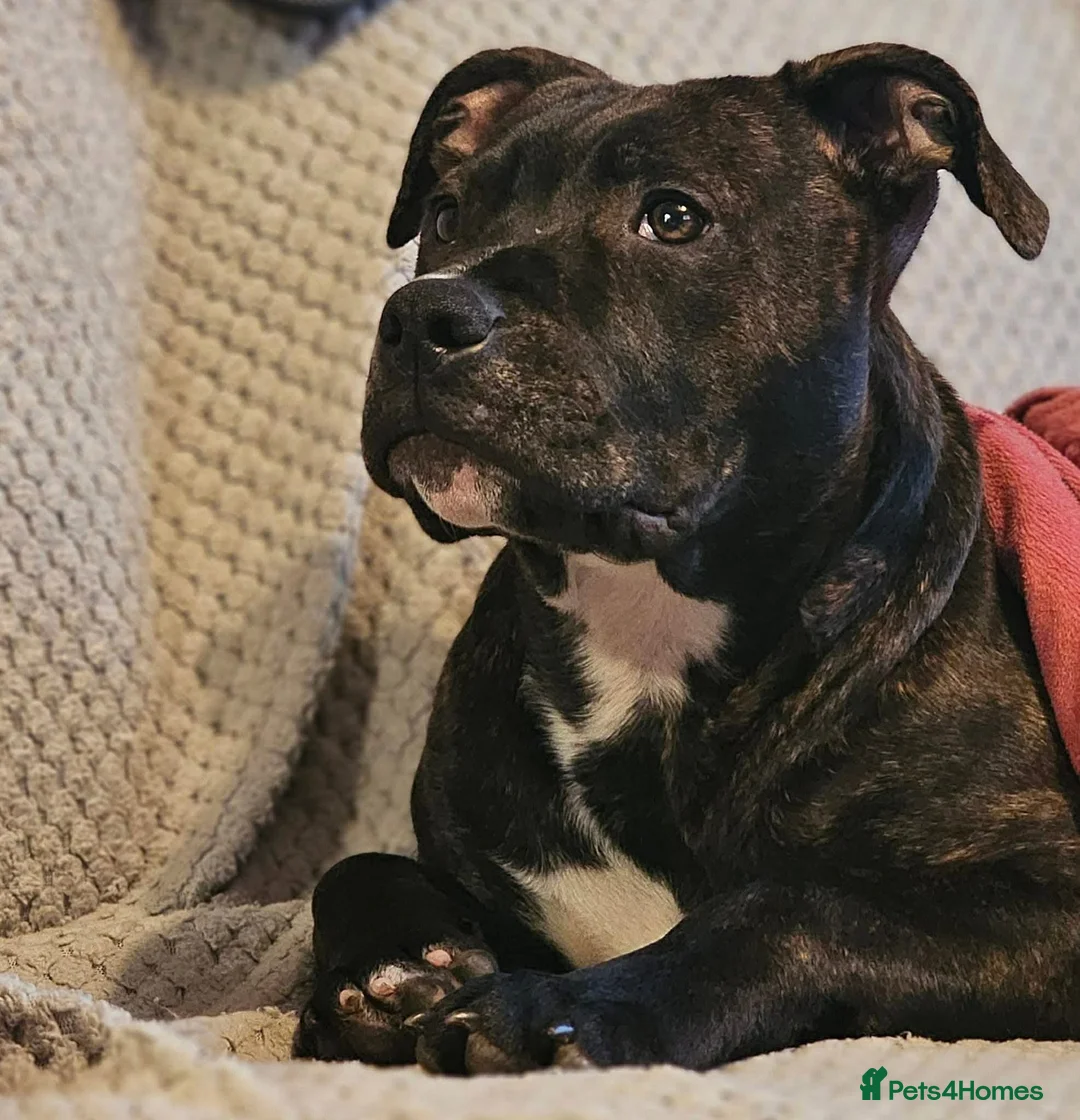 Staffordshire Bull Terrier dogs for sale: Staffie pups  in Lockerbie - Advert 2